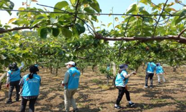 세종대전금산지사 직원들이 배솎기 일손돕기를 하고 있다