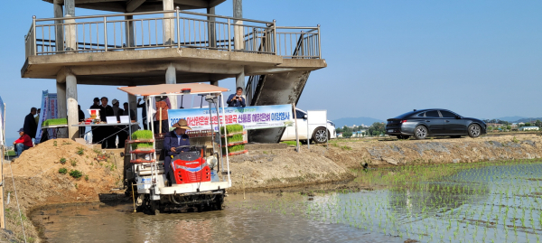 해맑은벼 이앙 장면