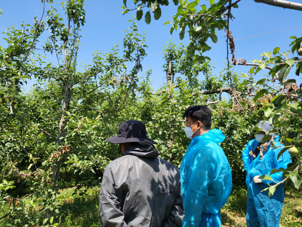 과수화상병 발생 현장 사진