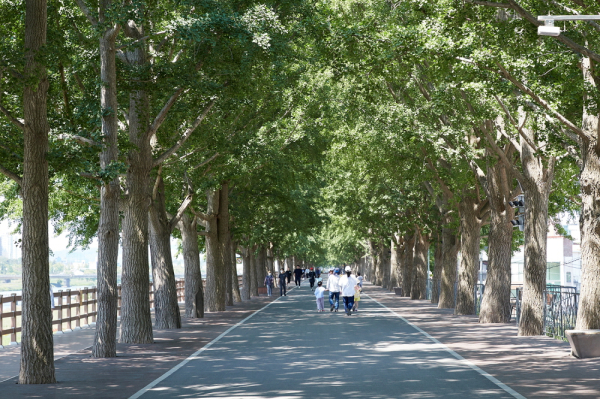 은행나무길 녹음터널