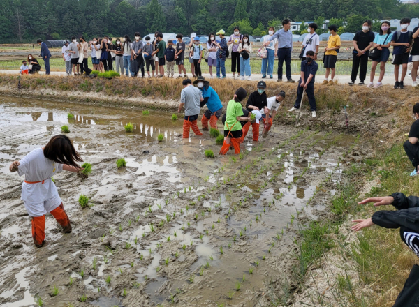 농생대, ‘시민과 함께하는 농림축산 대동제’ 개최 (모내기 장면)