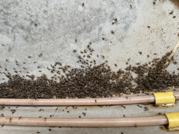 참게 치게/충남수산자원연구소 제공