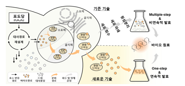 기존 기술이 세포를 파괴/분해 후 추출까지 여러 단계를 거치는 반면, 본 기술은 이를 하나의 자동화된 단계로 획기적으로 줄였다. 또한 기존 기술은 비연속적 발효에 그치는 반면, 새로운 기술은 연속 발효 공정이 가능해서 바이오원료의 생산량을 늘리는 데 효과적이다.