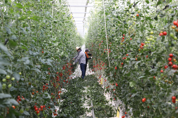 농촌일손돕기 봉사활동(방울토마토 열매솎기 작업과 작물 수확 모습)