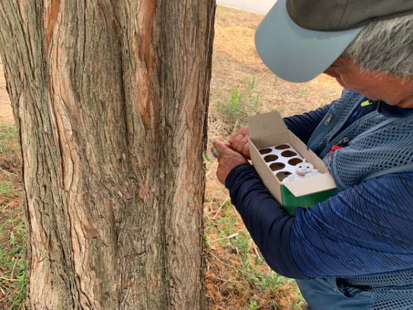 정안천 생태공원 방제 작업