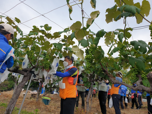 17일 한국철도공사 대전충청본부와 함께 유성구 전민동 포도재배 농가를 찾아 농촌일손돕기 행사 모습