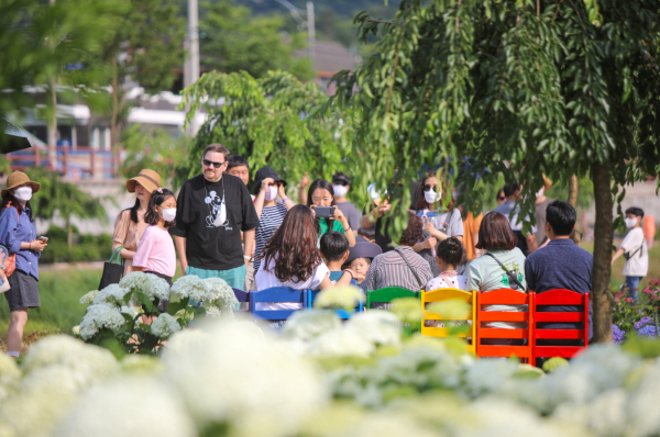공주 유구색동수국정원꽃축제 스케치 모습