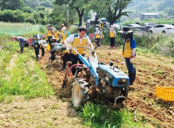 21일 금동 행복나눔농장에서 진행한 (사)중구자원봉사센터 감자수확 자원봉사활동 모습