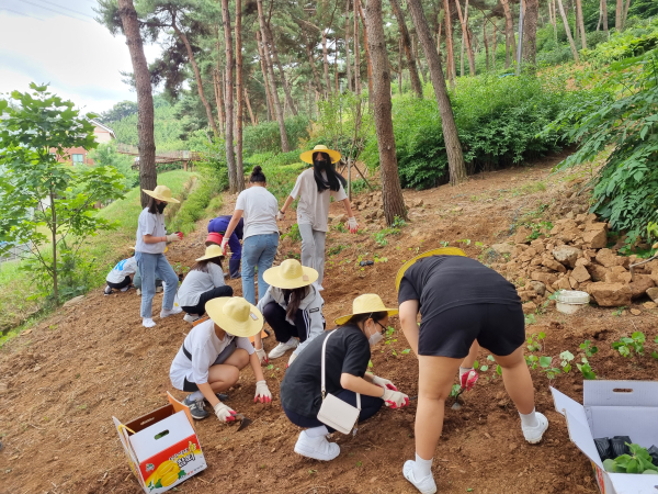 당진시 학생4-H 회원 환경정화 봉사활동 사진
