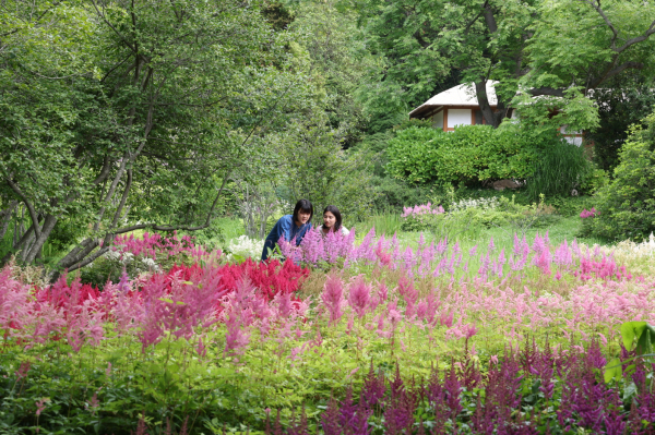 만개한 노루오줌 꽃을 즐기는 탐방객