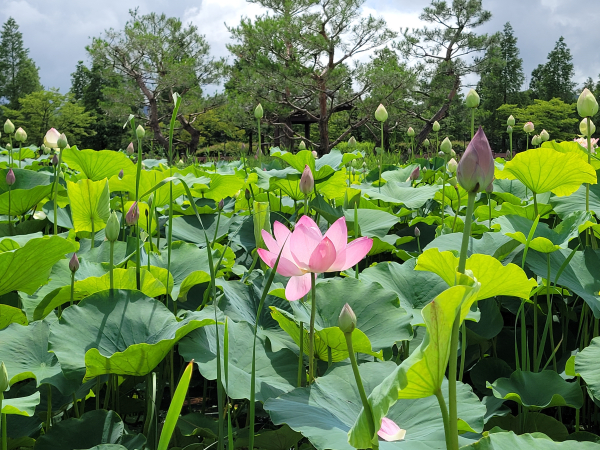 신정호수공원내 연꽃 개화