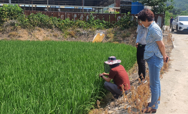 벼 병해충 예찰지도 모습