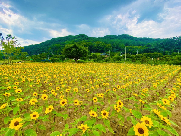 금강생태마당 일대가 만개한 해바라기로 장관을 이루고 있다