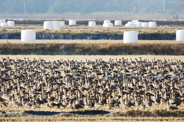 생태계서비스지불제계약사업 지역에서 관찰된 기러기류