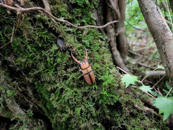 두점박이사슴벌레