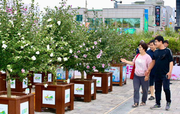 대천해수욕장 머드광장 무궁화 사진