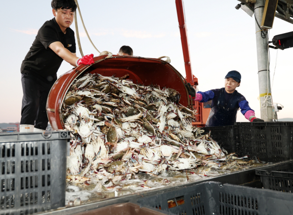 지난 21일 안면읍 백사장항 위판장의 꽃게 모습.