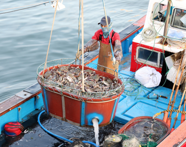 지난 21일 안면읍 백사장항 위판장의 꽃게 모습.