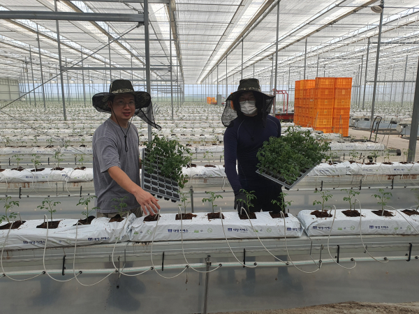 스마트팜 청년농업인 영농 모습