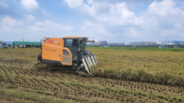 서산 첫 벼베기 모습