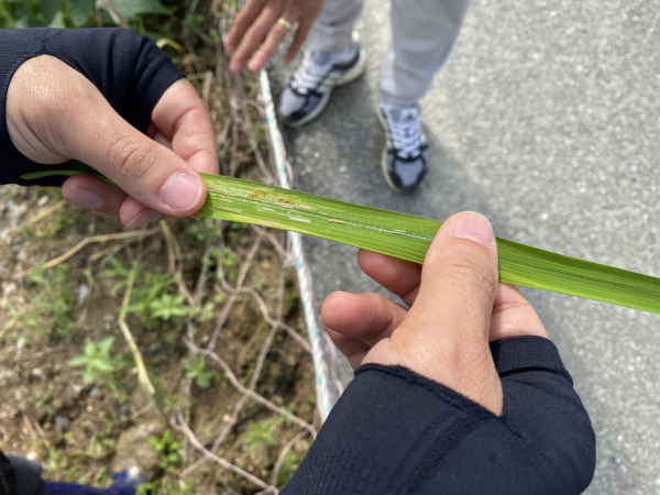 벼 혹명나방 알