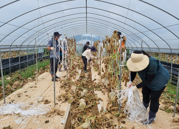 충남본부 관내 지사 합동, 수해농가 피해복구 활동 실시 모습