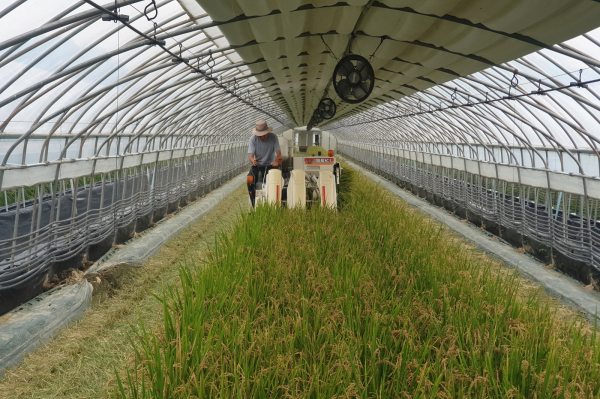 시설하우스 극조생종 벼 수확 장면