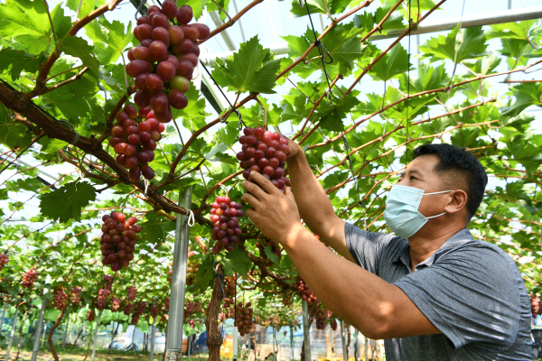 홍주씨들리스 수확