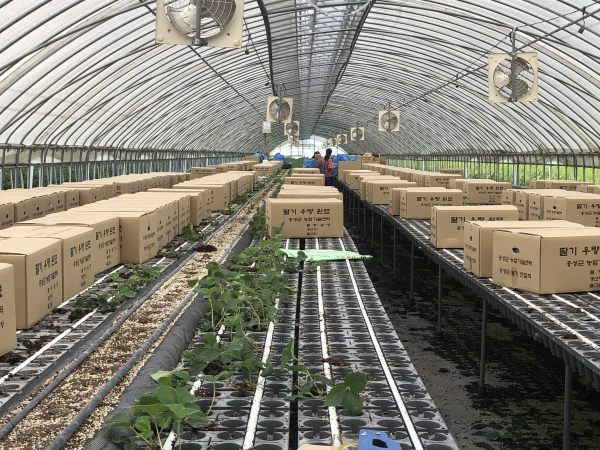 딸기 우량 원묘 보급, 딸기 명품화 지원 (지난해 보급사진)