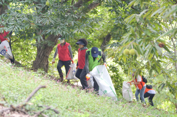 밤 수확철 농촌 일손돕기 자원봉사