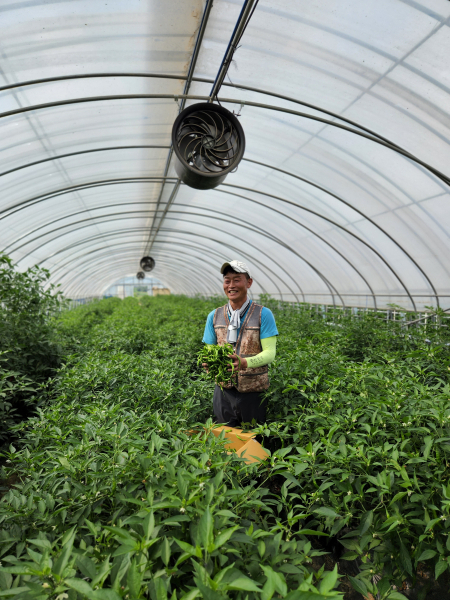 꽈리고추 재배 사진