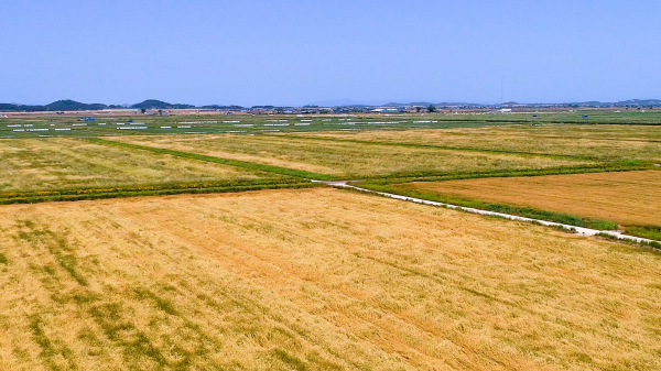 국내 밀밭 참고용 이미지