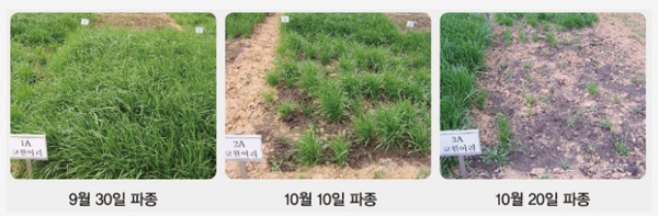 가축 사료용 월동작물 적기파종 당부-파종시기별 작황 비교