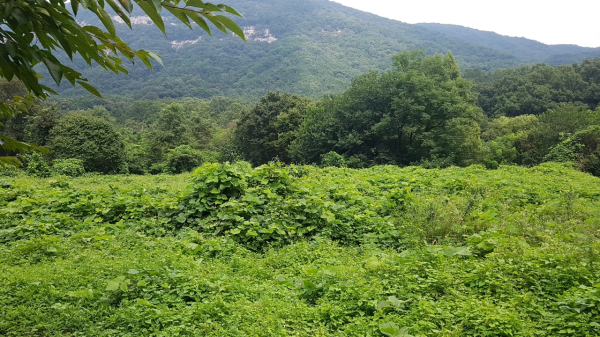 덩굴제거 사업지