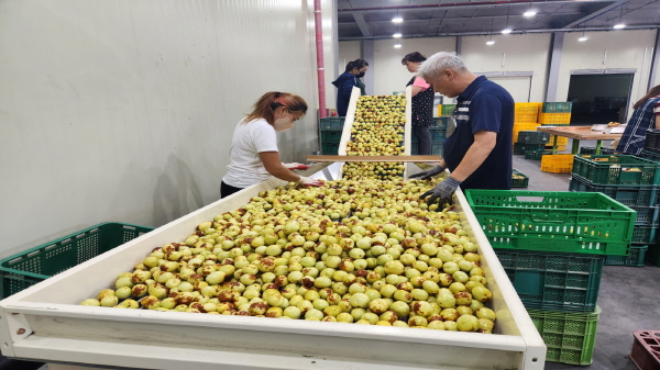 부여 왕대추 출하 모습