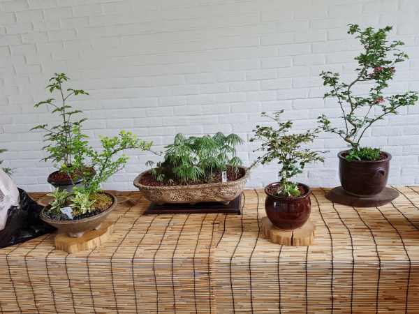 야생화 전시회 관련 이미지