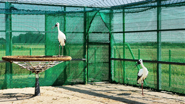 서산시 입식된 천순이와 만수가 방사장을 둘러보고 있다