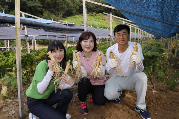 인삼캐기 체험 모습