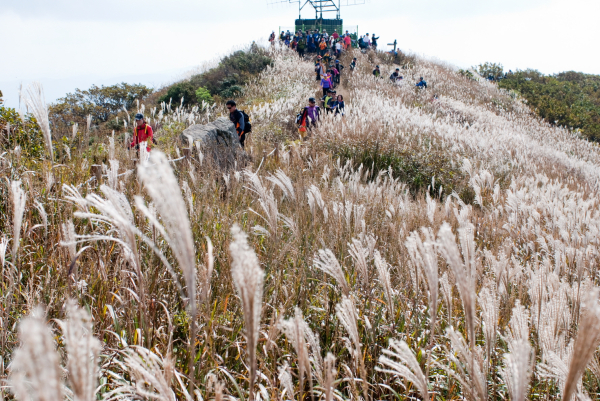 오서산 억새 모습