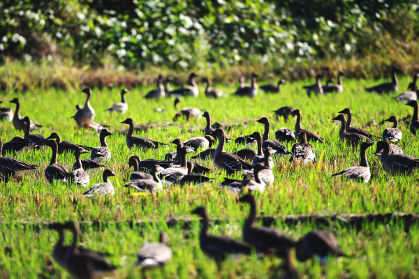 천수만 지역에서 관찰된 기러기류 사진