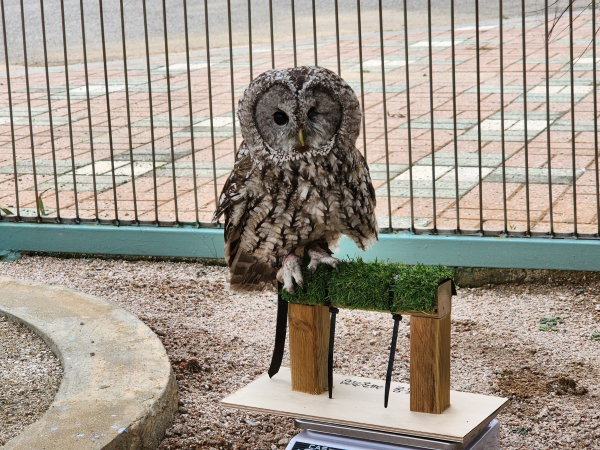 야생동물재활교육센터에서 자연으로 돌아갈 준비 중인 야생조류 (올빼미)