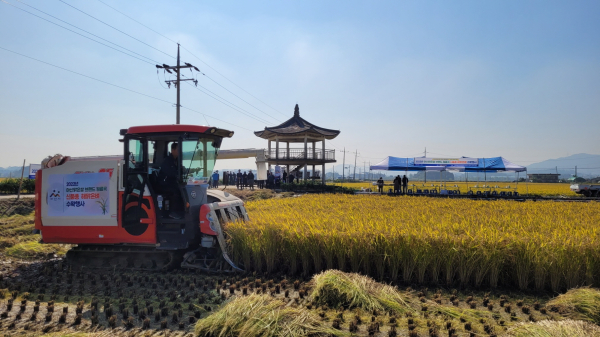 아산맑은쌀 브랜드 원료곡 해맑은벼 첫 수확 장면