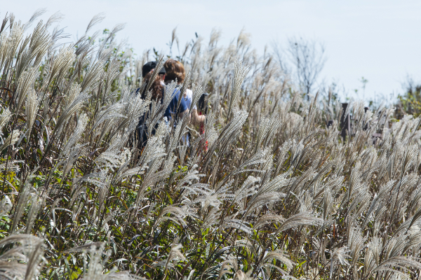 오서산, 은빛 억새물결