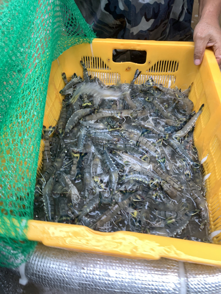 블랙타이거 새우 양식 성공