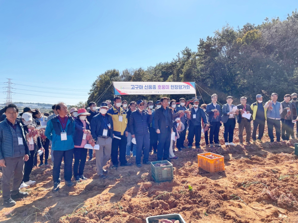 당진 고구마 경쟁력 제고 18일 현장 실증평가회 개최 모습