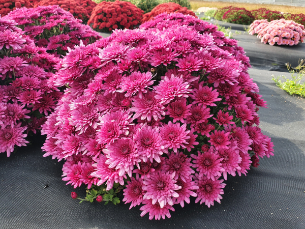 충남산 진아이볼