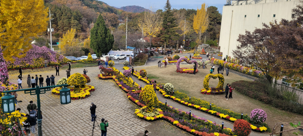 작년 국화전시회 현장