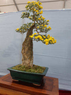 국화전시회 출품 작품