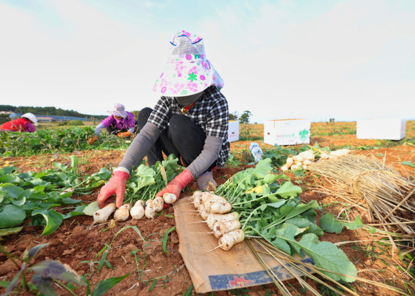 26일 태안읍 반곡리에서 농민들이 총각무를 수확하는 모습.