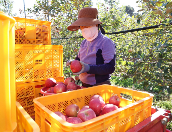 지난 2일 태안읍 인평리의 사과농장에서 사과를 수확하는 모습.